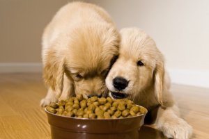 Ingredients and foods associated with adverse reactions in dogs and cats.  header image