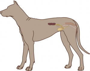 Calcium Oxalate Urolithiasis – Canine header image