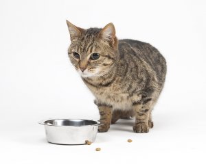 Diabetes Mellitus – Feline header image