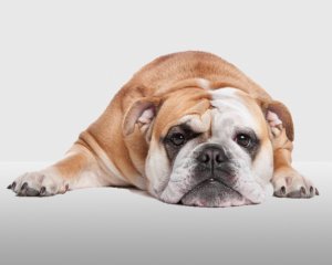 Constipation – Canine header image