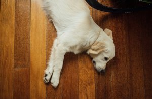 Pancreatitis – Canine header image