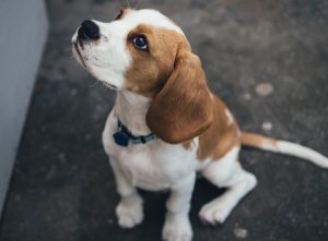 Hyperlipidemia – Canine header image