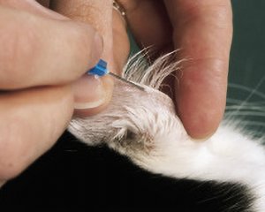Hyperlipidemia – Feline header image