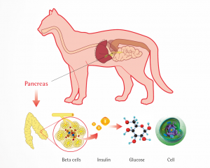 Oxidative stress and innate immunity in feline patients with diabetes mellitus: The role of nutrition.  header image
