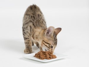 Do cats with chronic diarrhoea benefit from a low fat diet?  header image