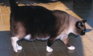 Understanding and managing obesity in dogs and cats.  header image